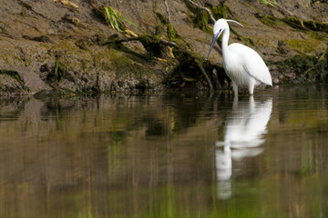 Obraz premium Little Egret