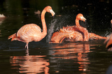 Pink Flamingo Bathing