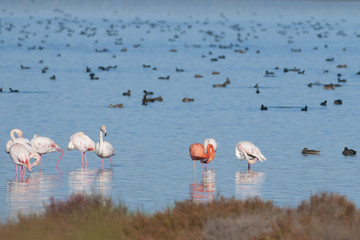 Flamingos Preening in shallow water