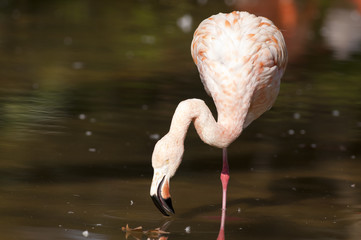 Flamingo searching food