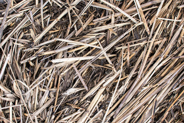 dry reed background
