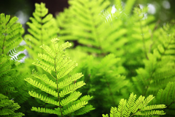 close-up of fresh green leaf background