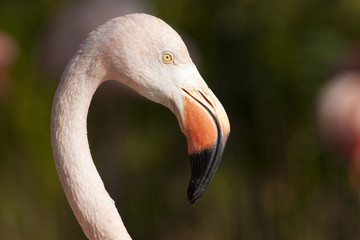 Fototapeta premium Chilean Flamingo Portrait