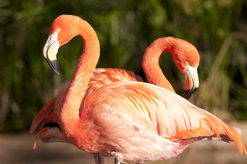 Two Chilean Flamingos