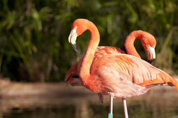Fototapeta na wymiar Two Chilean Flamingos