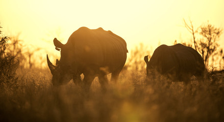 Naklejka premium Afrykański zachód słońca z nosorożcem
