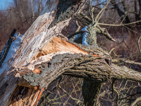 Sturmschaden Baum