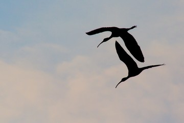 Glossy Ibis (Plegadis falcinellus)