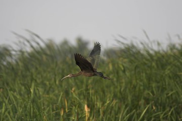Glossy Ibis (Plegadis falcinellus)