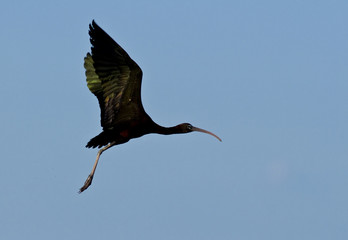 Glossy Ibis (Plegadis falcinellus)