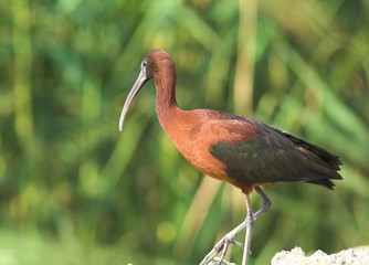Glossy Ibis (Plegadis falcinellus)