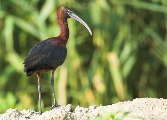 Glossy Ibis (Plegadis falcinellus)