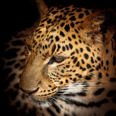 Fototapeta na wymiar Close up Leopard.