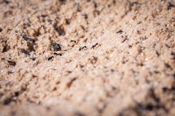 Close up of ants on sandy background
