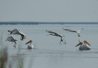 Eurasian Spoonbill (Platalea leucorodia)