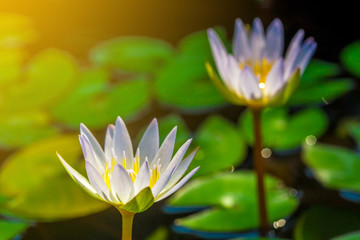 Obraz premium The close up of violet or purple lotus with yellow pollen with the round lotus leaves in the pond with light flare. 