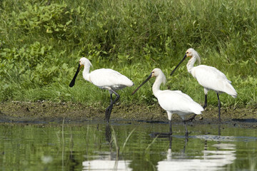Eurasian Spoonbill (Platalea leucorodia)