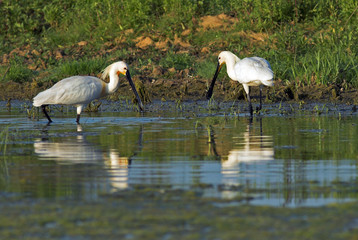 Eurasian Spoonbill (Platalea leucorodia)
