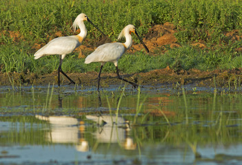 Eurasian Spoonbill (Platalea leucorodia)