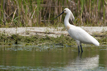 Eurasian Spoonbill
