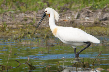Eurasian Spoonbill
