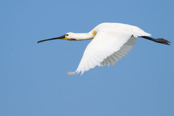 Eurasian Spoonbill