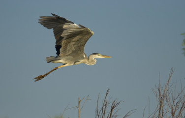 Grey Heron (Ardea cinerea)