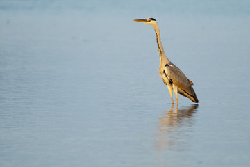 Grey Heron in Water