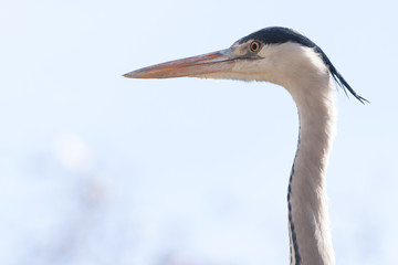 Grey Heron Portrait