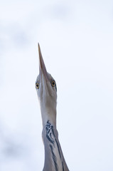 Grey Heron Portrait