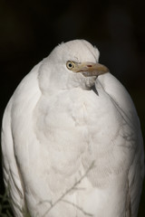 Cattle Heron Portrait