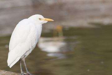 Cattle Heron