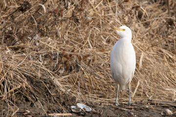Cattle Egret