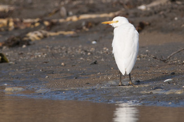 Cattle Egret