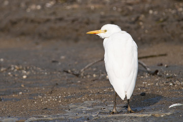 Cattle Egret