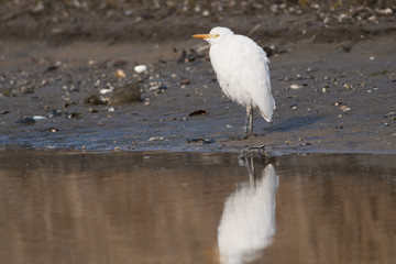 Cattle Egret