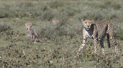 Portrait of free roaming cheetah