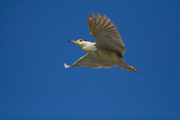 Black Crowned Night Heron (Nycticorax nycticorax)