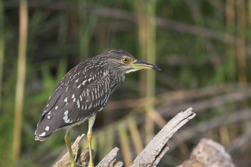 Black Crowned Night Heron (Nycticorax nycticorax)