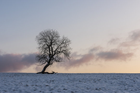 Winter Tree and Clouds Benneckenstein