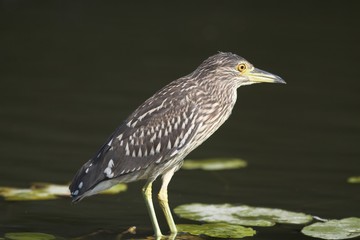 Black Crowned Night Heron (Nycticorax nycticorax)