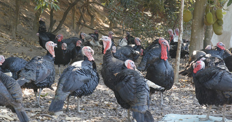 Turkey farm outdoors