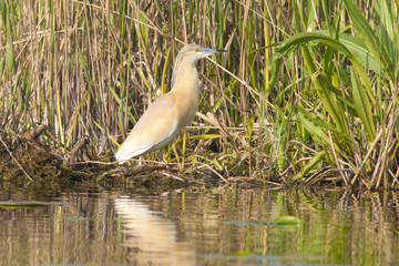 Squacco Heron