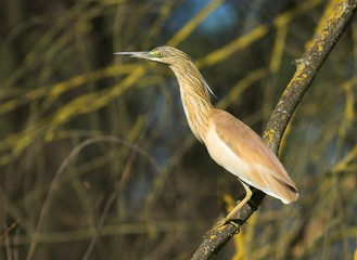 Squacco Heron (Ardeola ralloides)