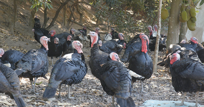 Turkey farm outdoors