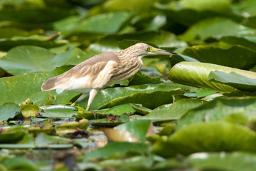 Squacco Heron (Ardeola ralloides)