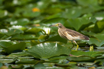 Squacco Heron (Ardeola ralloides)