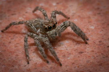 Close up of a spider