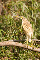 Squacco Heron (Ardeola ralloides)