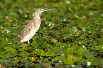 Squacco Heron (Ardeola ralloides)